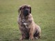 Chiots de race Dogo Canario
