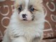Welsh Corgi Pembroke - Superbes Chiots
