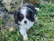 Magnifique chiot cavalier King Charles a adopté 
