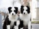 Chiots Border collie à vendre