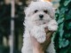 adorable chiot bichon maltais mâle disponible 
