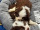 Chiot bichon maltais à adopter 