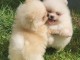 Chiot spitz allemand disponible pour adoption 