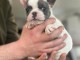 chiot bouledogue français à adopter 