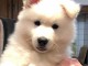 MAGNIFIQUE CHIOTS BERGERS BLANCS SUISSE