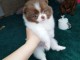 chiot spitz allemand 