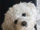 Chiot bichon maltais à donner 