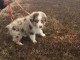 Adorable chiot berger australien 