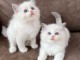 Je donne chatons ragdoll disponible 