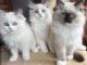 Dons chatons ragdoll disponible 