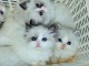 Adorable chaton ragdoll disponible 