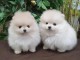 chiot spitz allemand disponible 