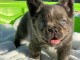 chiot bouledogue français disponible pour adoption 