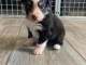 Je donne chiot berger australien 
