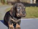 chiot teckel disponible pour adoption 