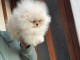 Je donne chiot spitz nain 