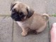 chiot carlin disponible 