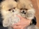 chiot spitz allemand à donner disponible 