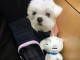 chiot bichon maltais à donner 