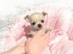 chiot chihuahua femelle disponible 