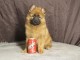chiot pomsky mâle a donner 