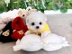adorable chiot bichon disponible 
