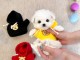 chiot bichon maltais disponible 