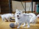 chiot husky sibérien à adopter 