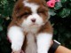 chiot berger australien lof mâle a donner 