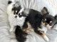 Dons chiot chihuahua disponible 