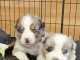 chiot berger australien lof 