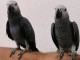 Couple perroquet gris Gabon adopter 