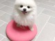Chiot spitz nain disponible 