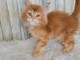 chaton Maine coon roux a donner 