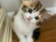 chaton a donner disponible 