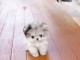 chiot spitz nain disponible 