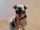 chiot Yorkshire disponible à donner 