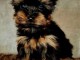 Adorable chiot Yorkshire mâle a donner 