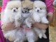 Chiot spitz allemand race pure a donner 