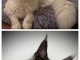 À adopter chaton Maine coon 