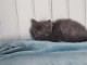 adorable chaton chartreux femelle a donner 