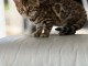A venir chercher Bengal à adopter 