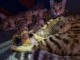Annonce chaton Bengal 