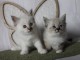 chaton sacré brimanie a donner 