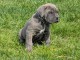 Chiot cane corso disponible pour adoption 