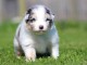 chiot berger australien mâle adorable 