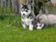 Bébé chiot husky sibérien à donner 