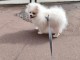 Chiot spitz nain a donner 