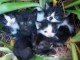 Chaton disponible pour adoption 