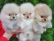 À adopter chiot spitz nain Poméranie 